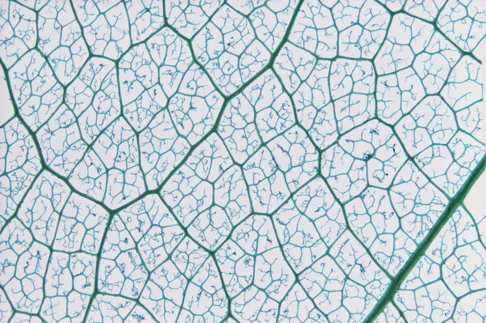 Leaf skeleton. 3x @ 35 mm. AKG8125192 ©akg-images / Ray Simons / SCIENCE SOURCE