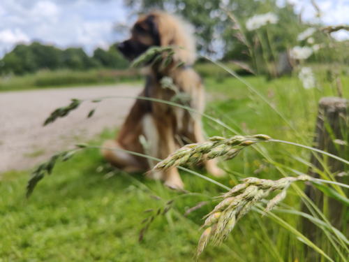 Oreilles d'herbe avec chien