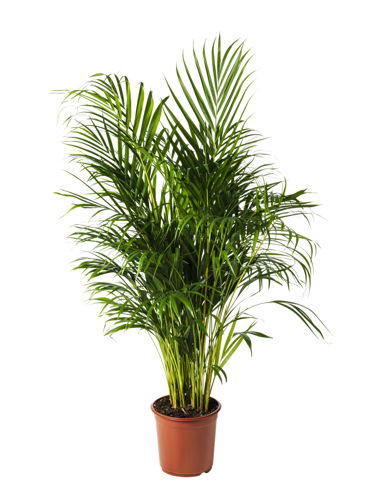 IKEA_DYPSIS LUTESCENS potted plant, areca palm 24 cm €29,99_PE708202