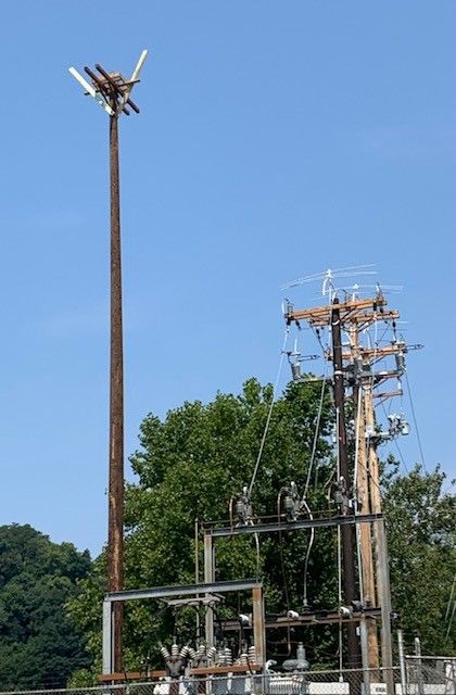 Osprey Nest From the Ground