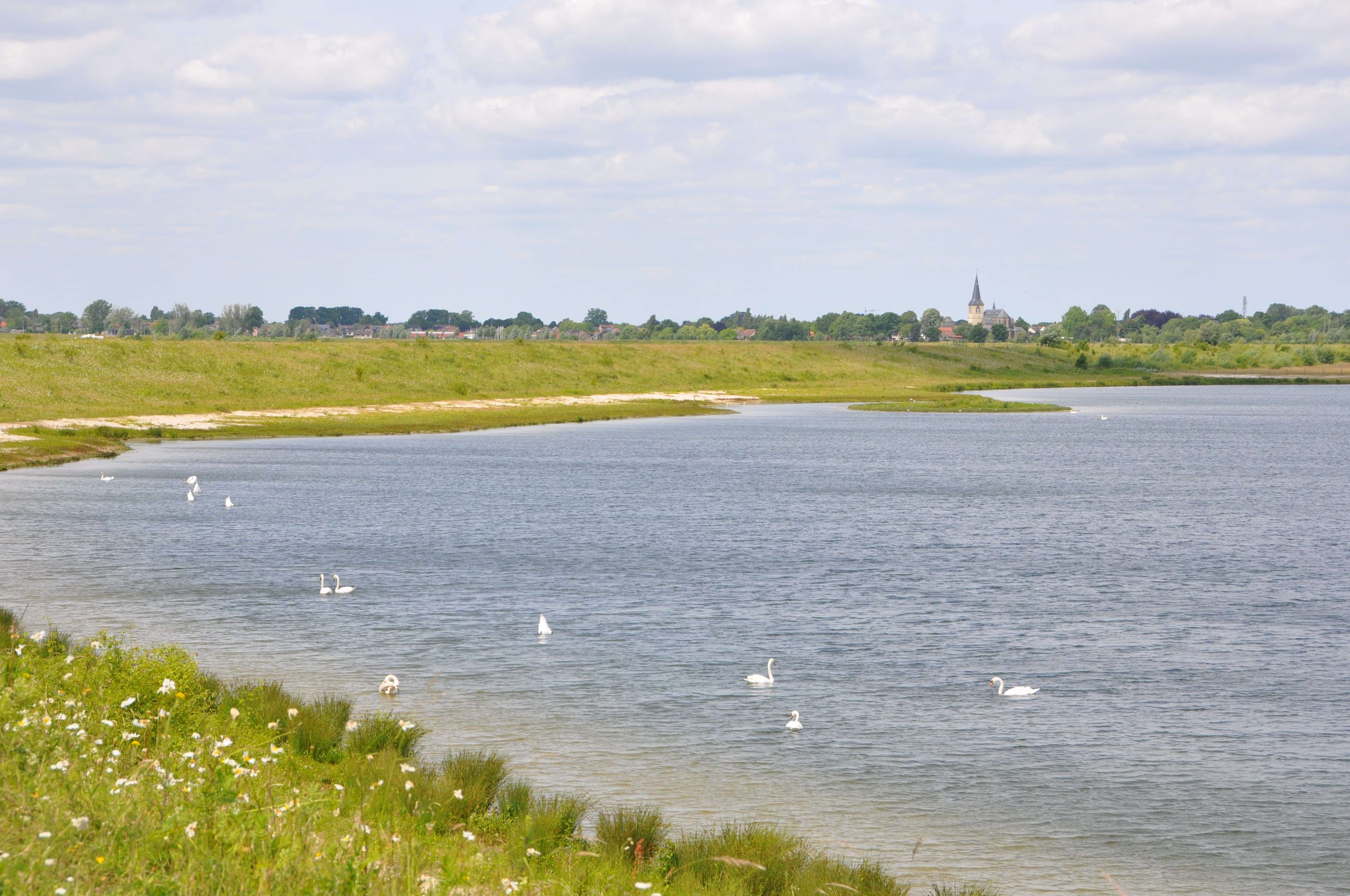 Een tiental zwanen dobberen op het water met de kerk van Kessenich op de achtergrond.