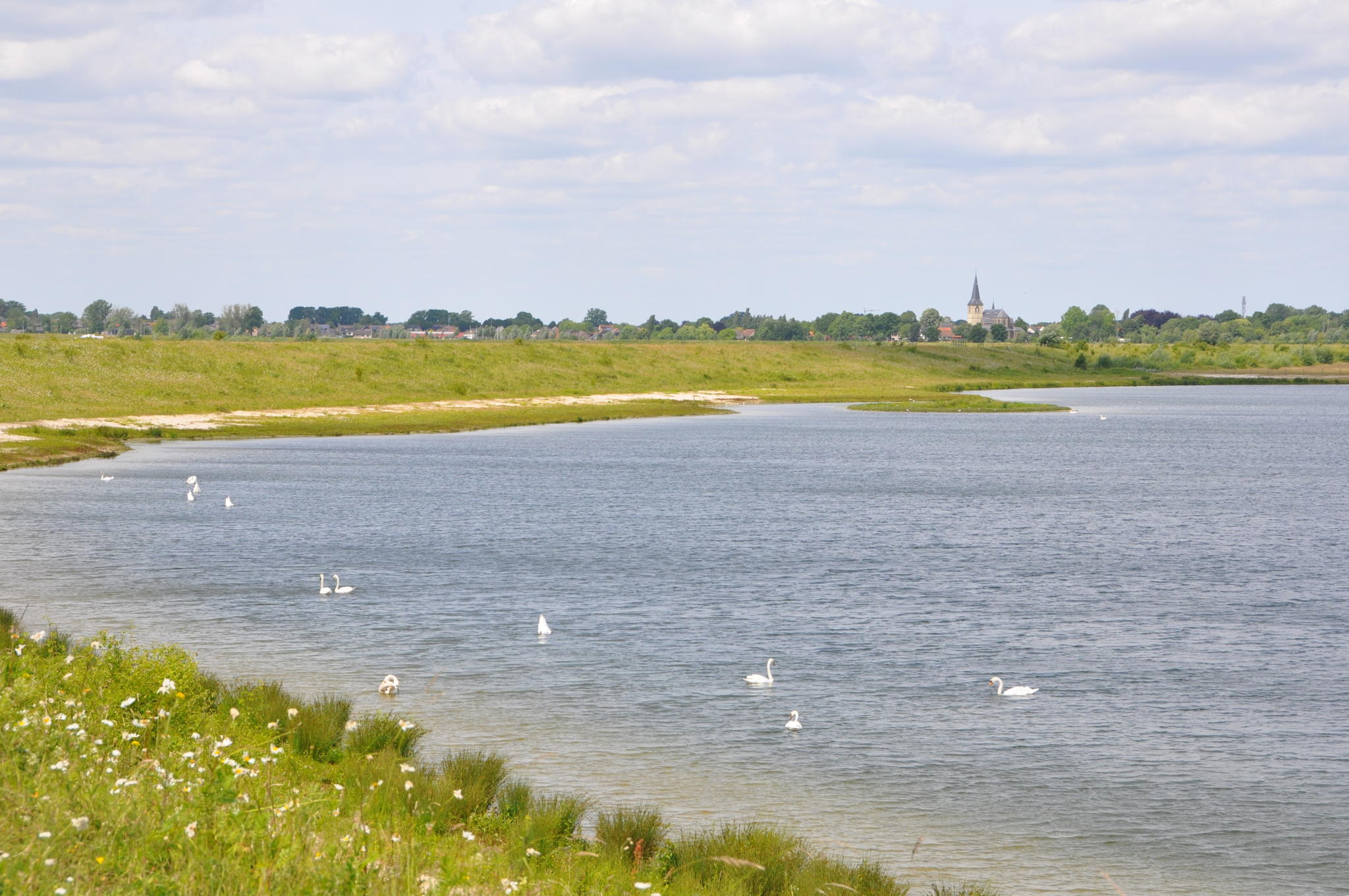 Een tiental zwanen dobberen op het water met de kerk van Kessenich op de achtergrond.