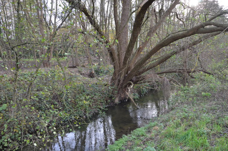 De Woluwe in een natuurlijke omgeving