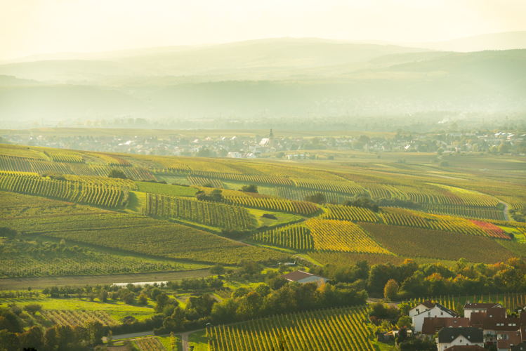Rheinhessen (c) Dominik Ketz