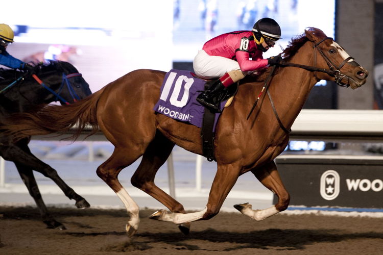God of Love winning the 2021 Grey Stakes. (Michael Burns photo)