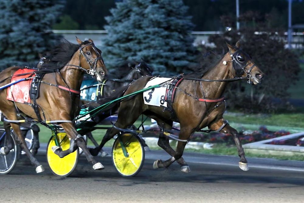 TREACHEROUS DRAGON defeats stablemate Wickedly Innocent in the Fan Hanover Stakes at Woodbine Mohawk Park. (New Image Media)