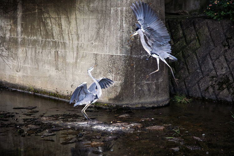 09  Twee Dansende Reigers Aan De Kamo Rivier In Kyoto Foto