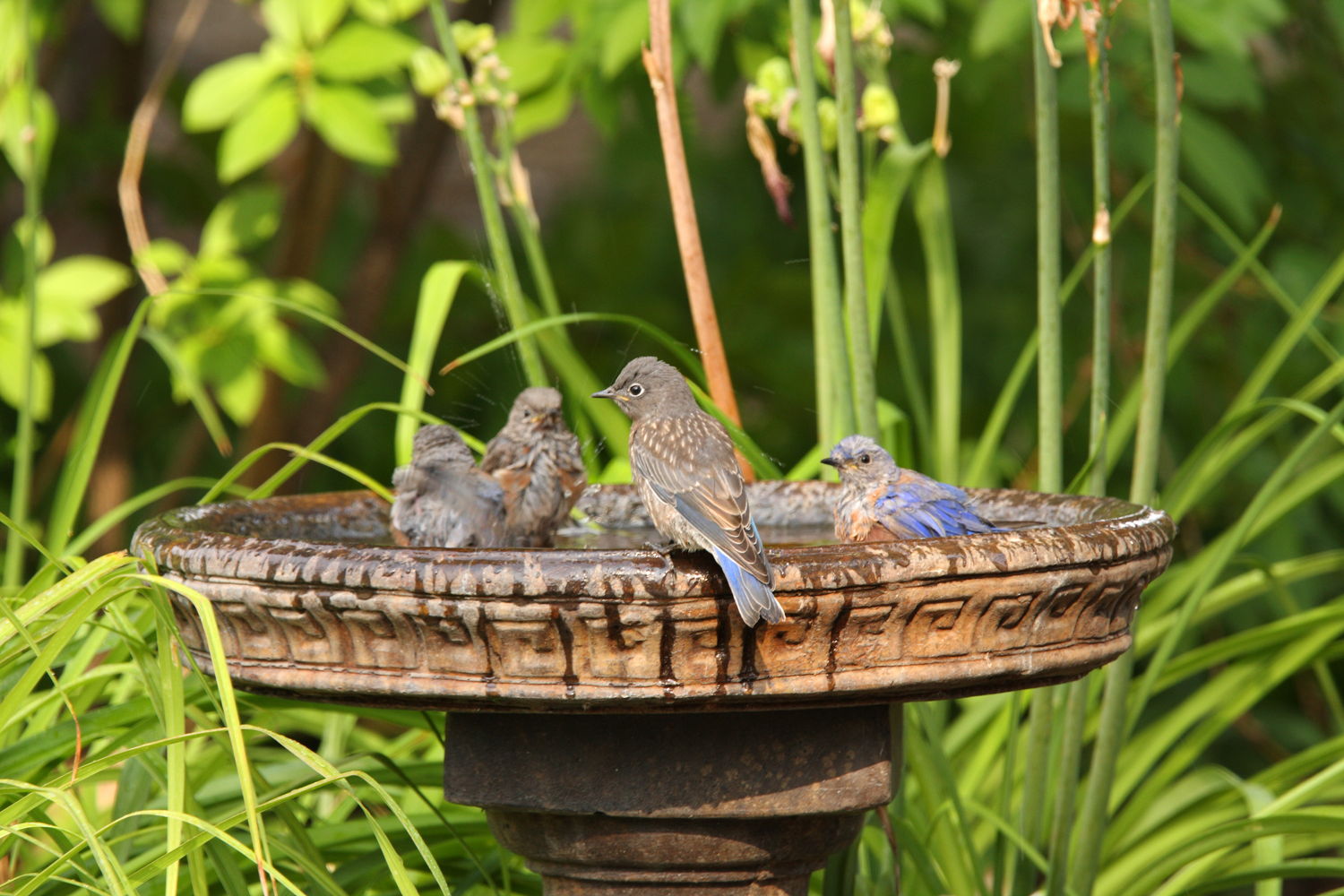 Birds in birdbath (Photo credit to Pike Nurseries)
