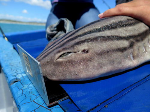 projets de monitoring des requins