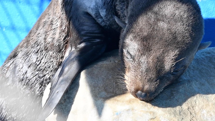 Lobo marino de Dos Pelos Sudamericano - Herido en el cuello por zuncho plástico