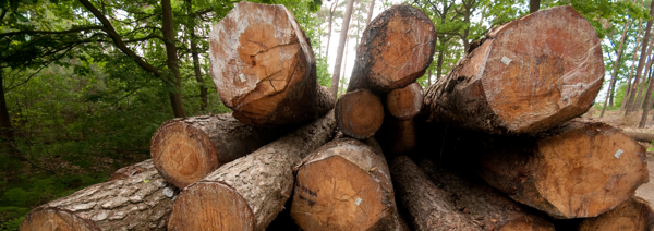 Bomen uit Vlaamse bossen lossen tekort van Vlaamse houtverwerkers op