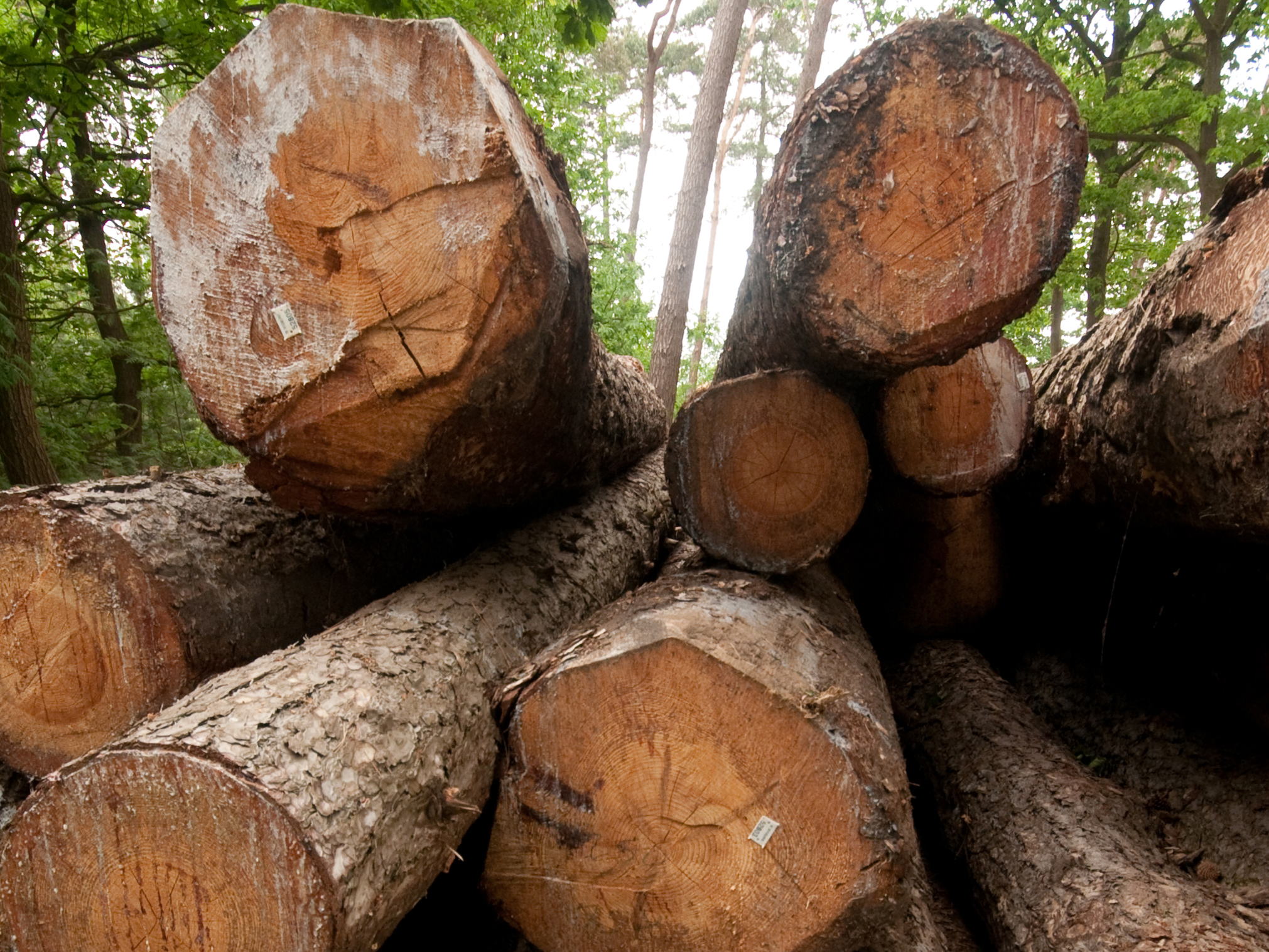 Bomen uit Vlaamse bossen lossen tekort van Vlaamse houtverwerkers op