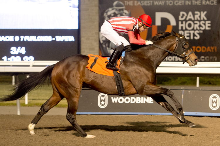 War Bomber (IRE) and jockey Sahin Civaci winning Race 9 on November 26, 2022 at Woodbine (Michael Burns Photo)
