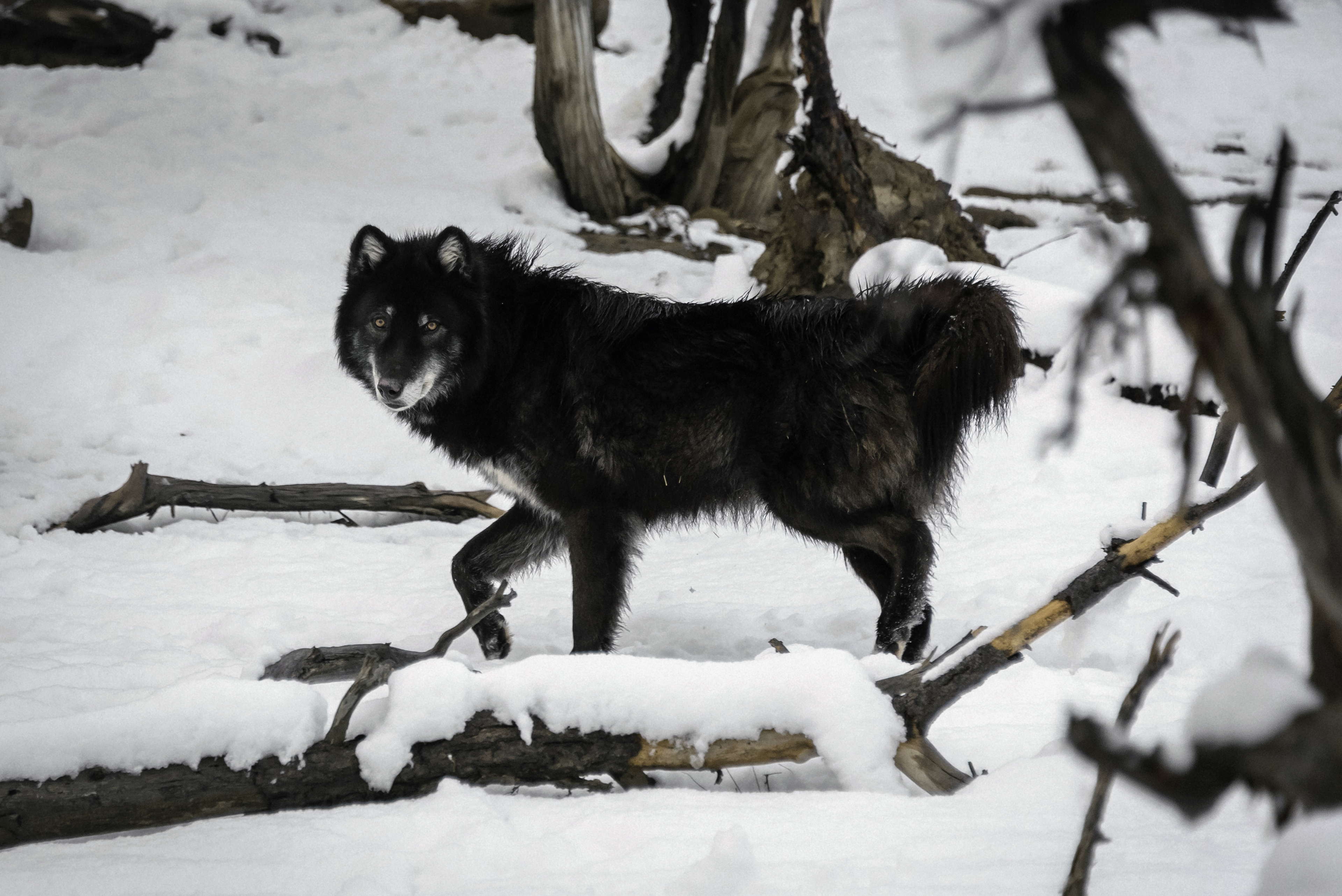 Wild Spirit Wolf Sanctuary