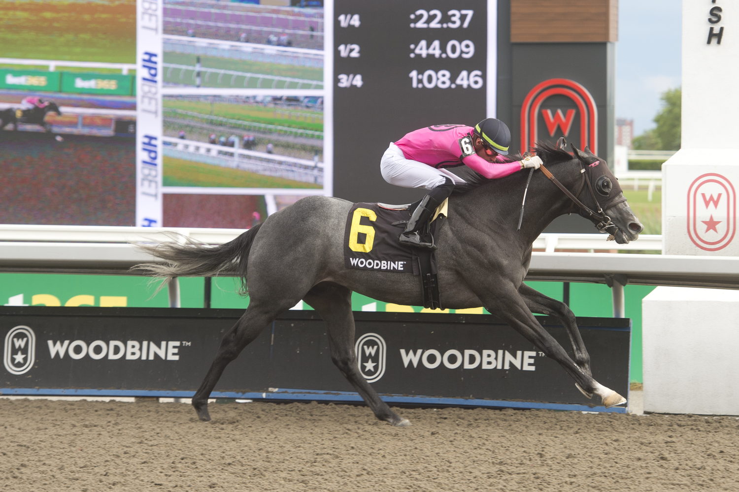 My Boy Prince and jockey Sahin Civaci winning the Queenston Stakes on June 9, 2024 at Woodbine (Michael Burns Photo)