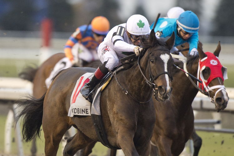 Millie Girl and jockey Rafael Hernandez winning the Maple Leaf Stakes on November 11, 2023 at Woodbine (Michael Burns Photo)