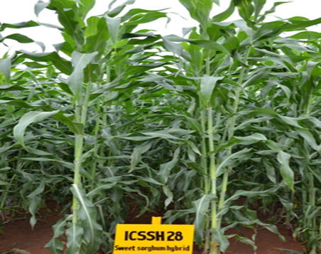 Future market segment: Can sweet sorghum power the next generation of clean energy?