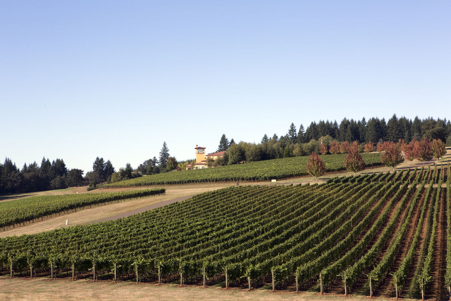 Vineyard at Willamette Valley, OR