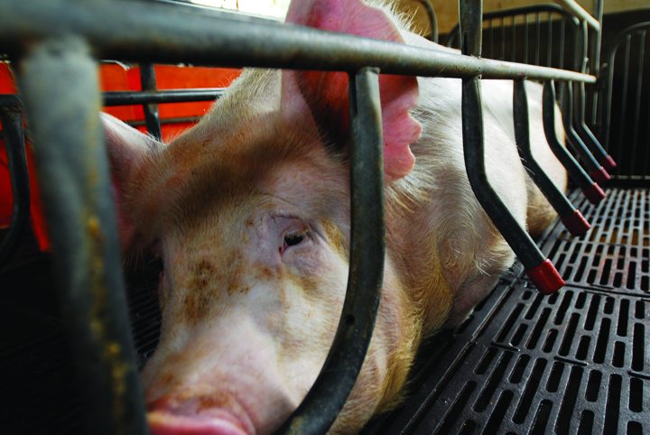 Intensively farmed pig in farrowing crate.jpg