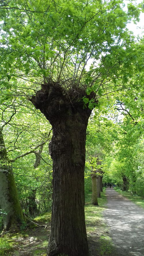 Knoteik