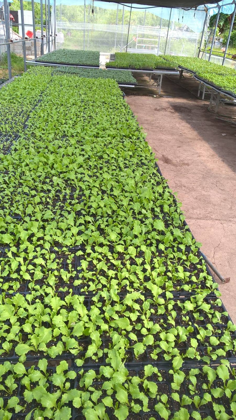 A variety of nutritious crops are being distributed to farmers across Dominica