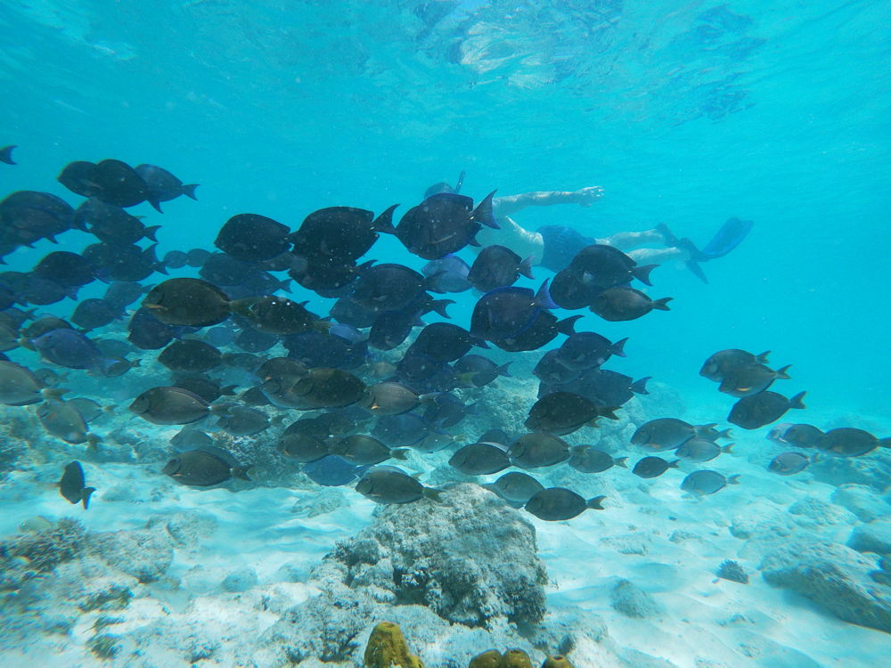 Fins & Feet Nature Tour