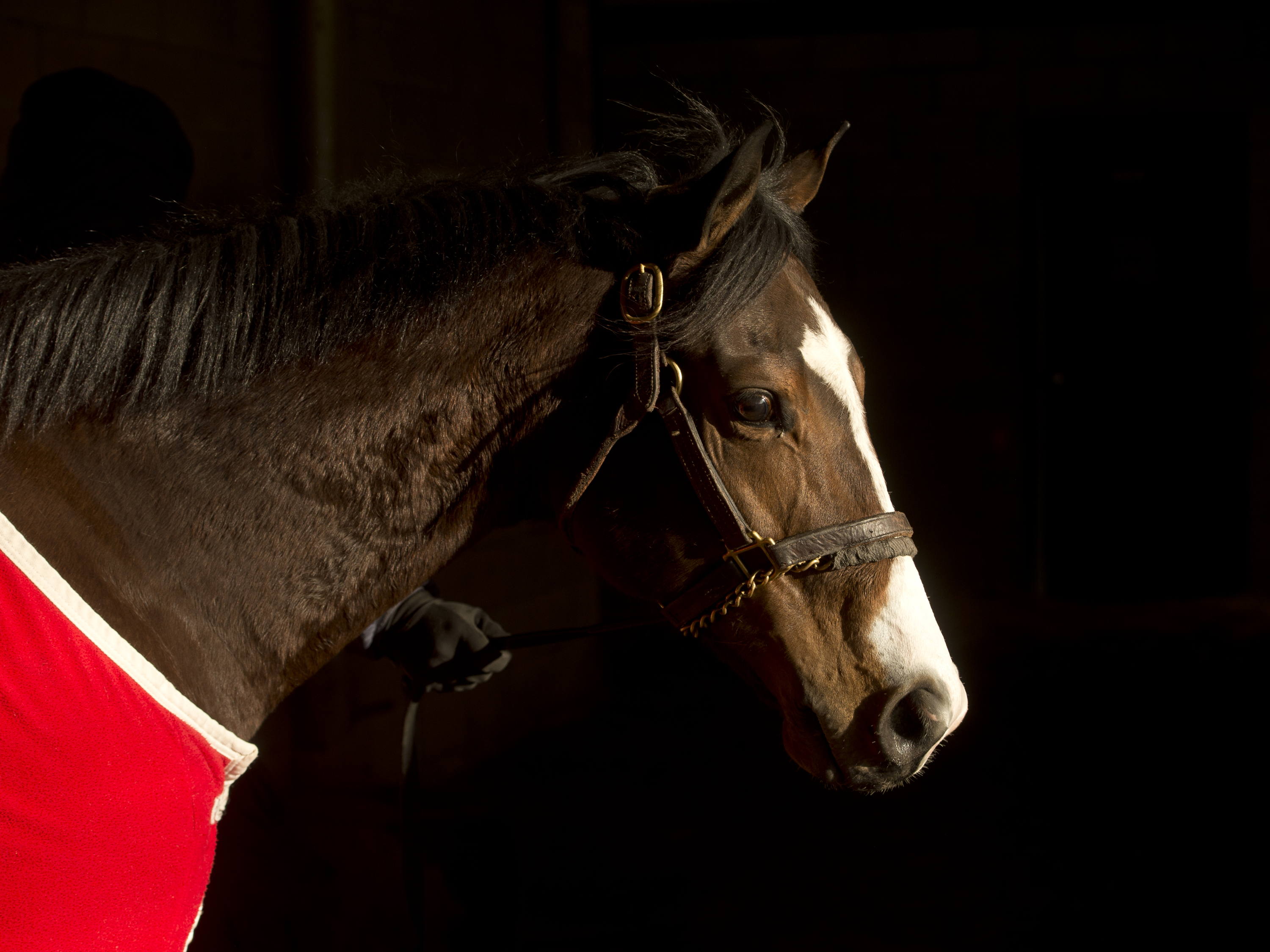 Woodbine to host Aftercare Day October 4 