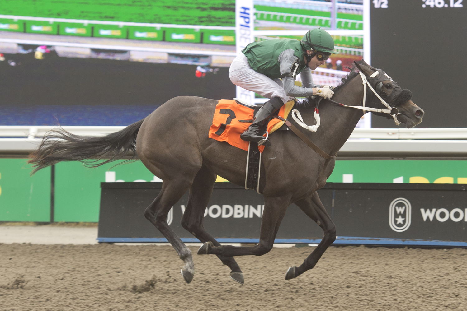Bound to Be True and jockey David Moran winning Race 6 on June 8, 2024 at Woodbine (Michael Burns Photo)