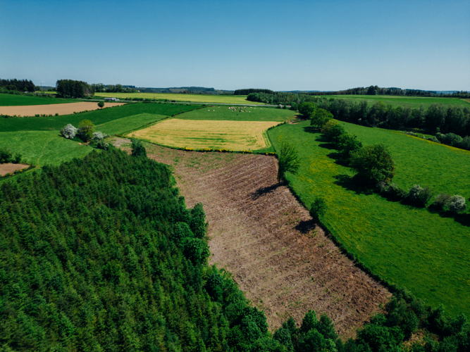 Tree planting Go Forest Belgium