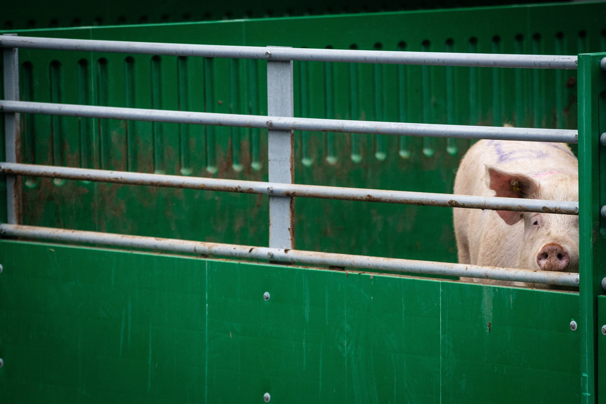 Flanders urges EU action against Chinese tariffs on Belgian pork