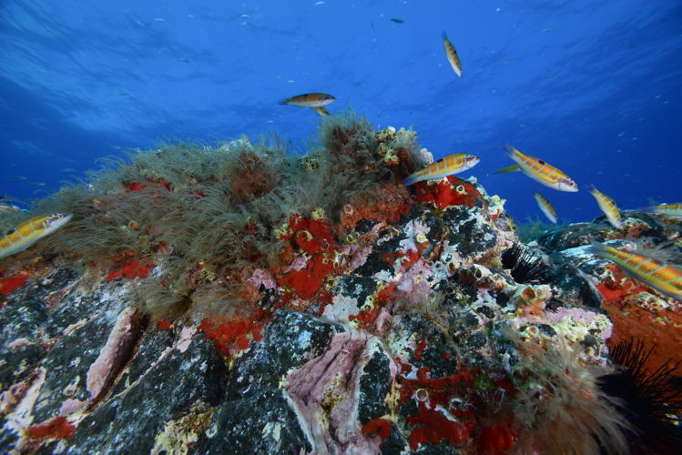 Madeira, Credit (c) Focus Natura, Visit Madeira