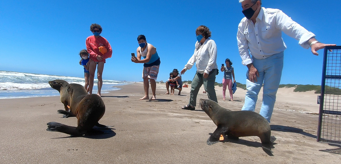 Feliz retorno: volvió al mar el lobo marino rescatado en las costas de Berazategui