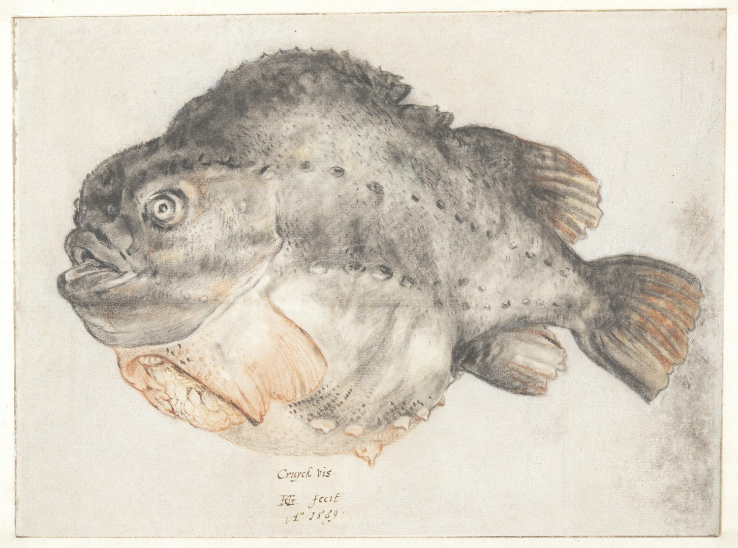 Een prachtige tekening van een lelijke lompvis, vervaardigd door de Noord-Nederlandse kunstenaar Hendrick Goltzius in 1589