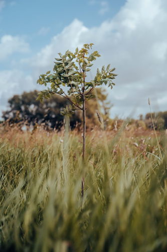Jeune arbre planté
