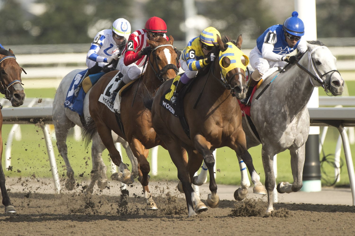 Patches O'Houlihan winning the Grade 3 Vigil on Saturday at Woodbine Racetrack. (Michael Burns Photo)