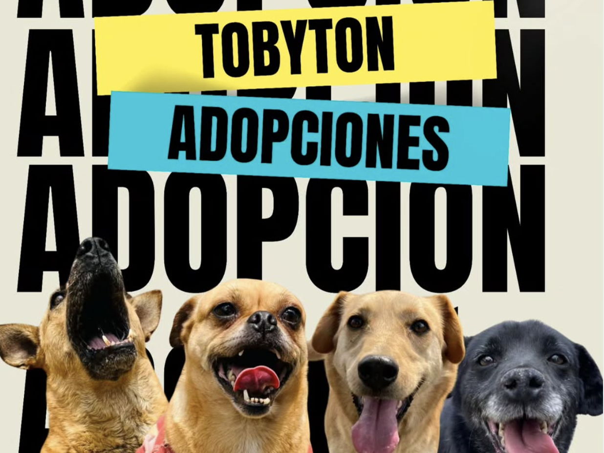 Tobyton 2025 llega este 8 de junio con pasarela de perritos y actividades para cambiar vidas peludas