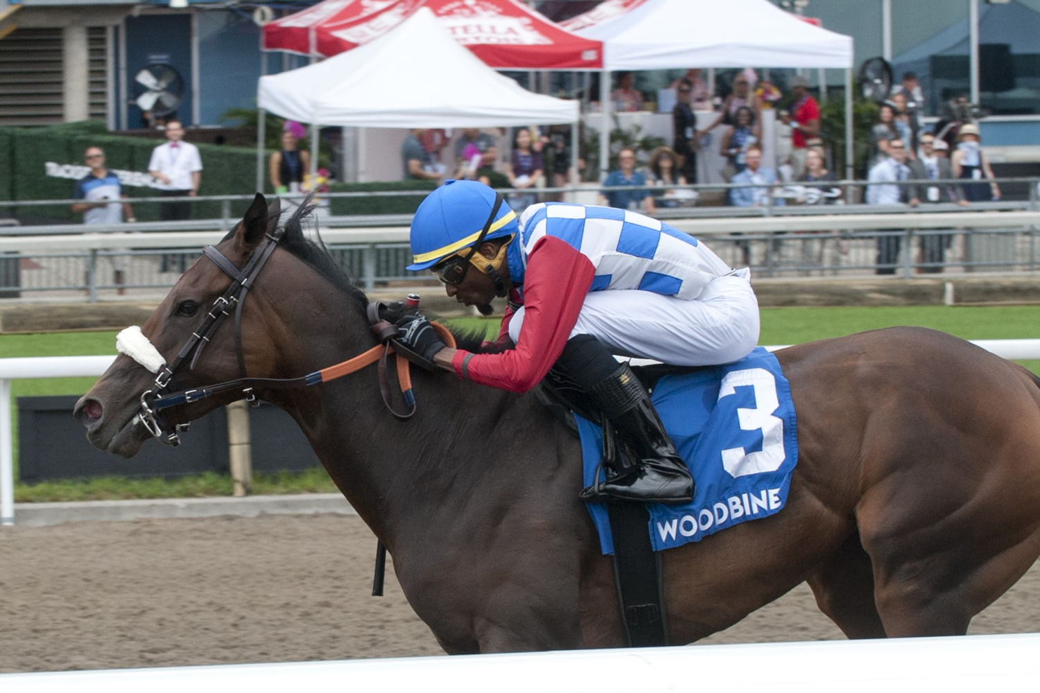 Hazelbrook and jockey Jason Hoyte winning the Sweet Briar Too on August 21 2022 at Woodbine (Michael Burns Photo)