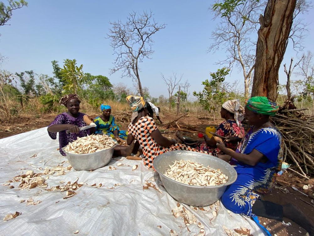 Women supported in processing cassava for the markets 