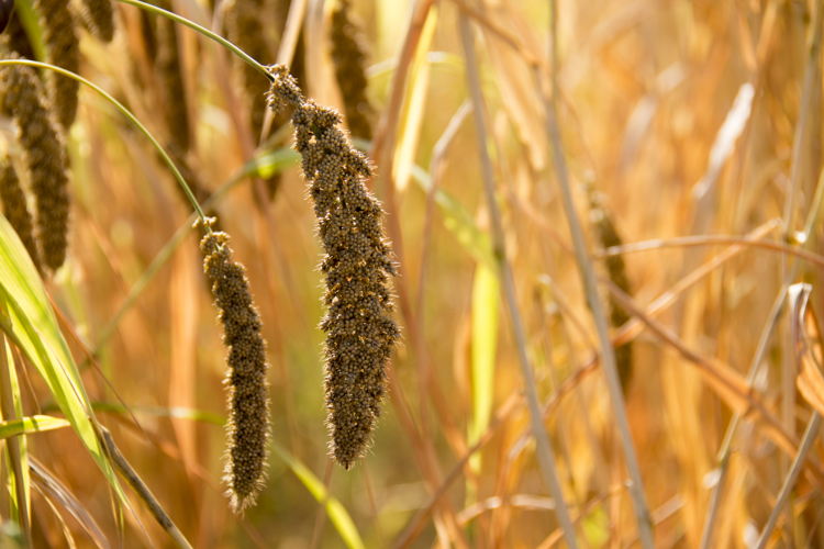Foxtail Millet