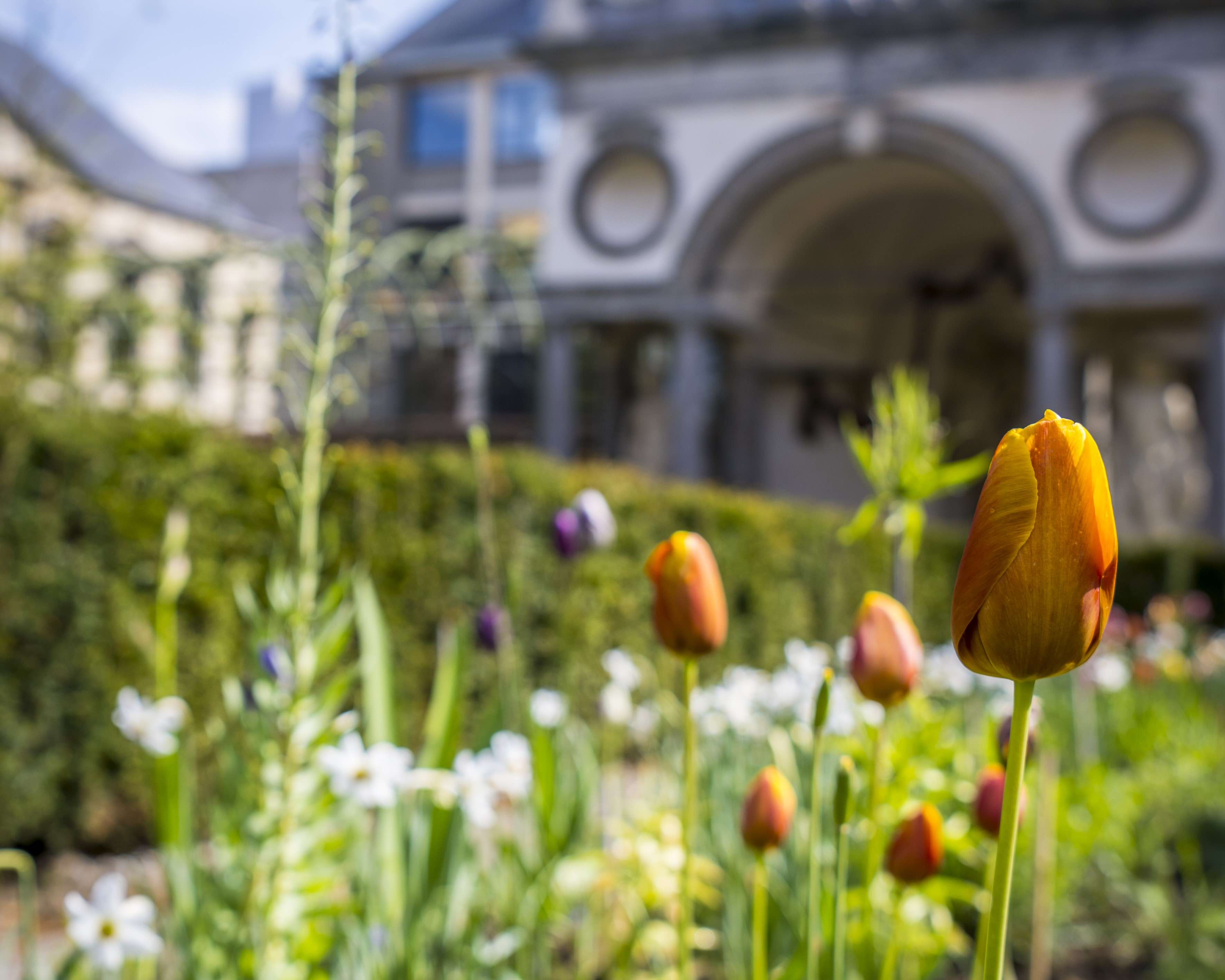 Duizend kleurrijke tulpen zetten Rubens’ tuin in bloei 