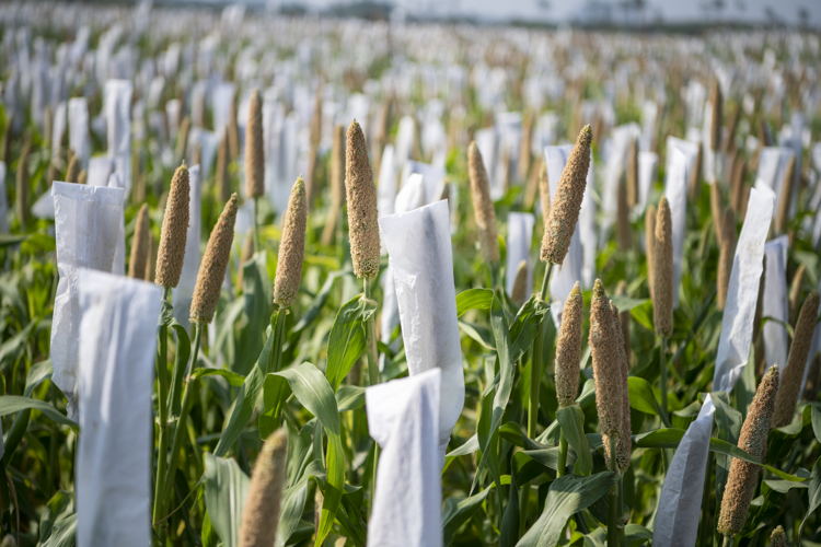 Traditional plant breeding technique for pearl millet crop.