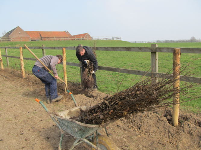 Houtige landschapselementen