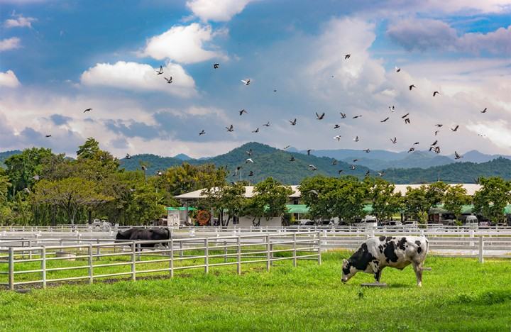 Chockchai farm