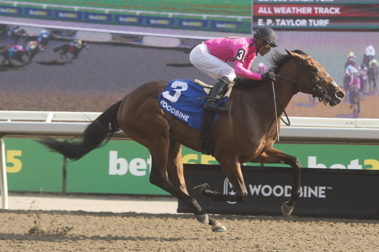 Souper Supreme and jockey Patrick Husbands winning the Muskoka Stakes on August 25, 2024 at Woodbine (Michael Burns Photo) 
