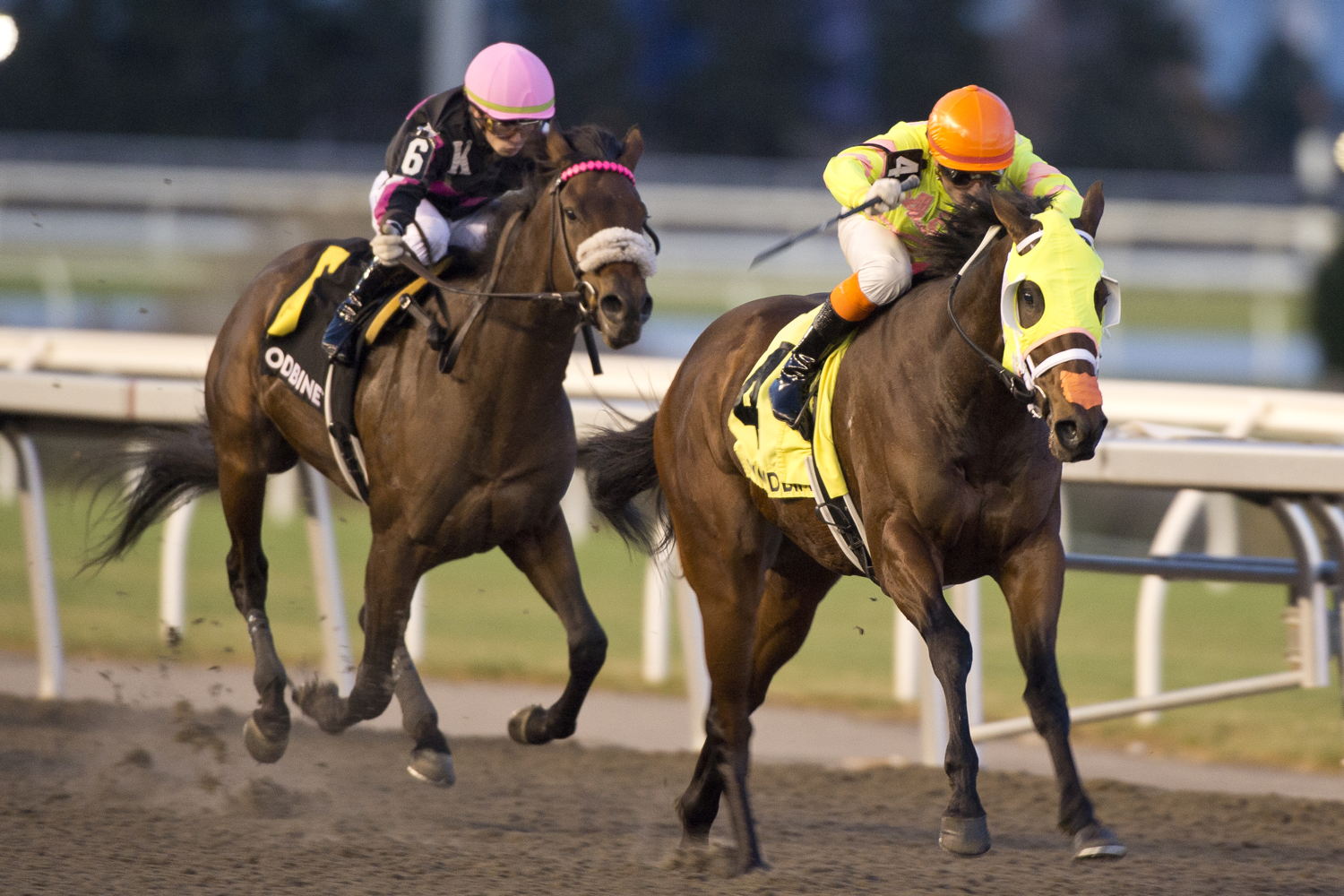 Mansetti and jockey Leo Salles winning the Clarendon Stakes on November 24, 2024 at Woodbine (Michael Burns Photo)