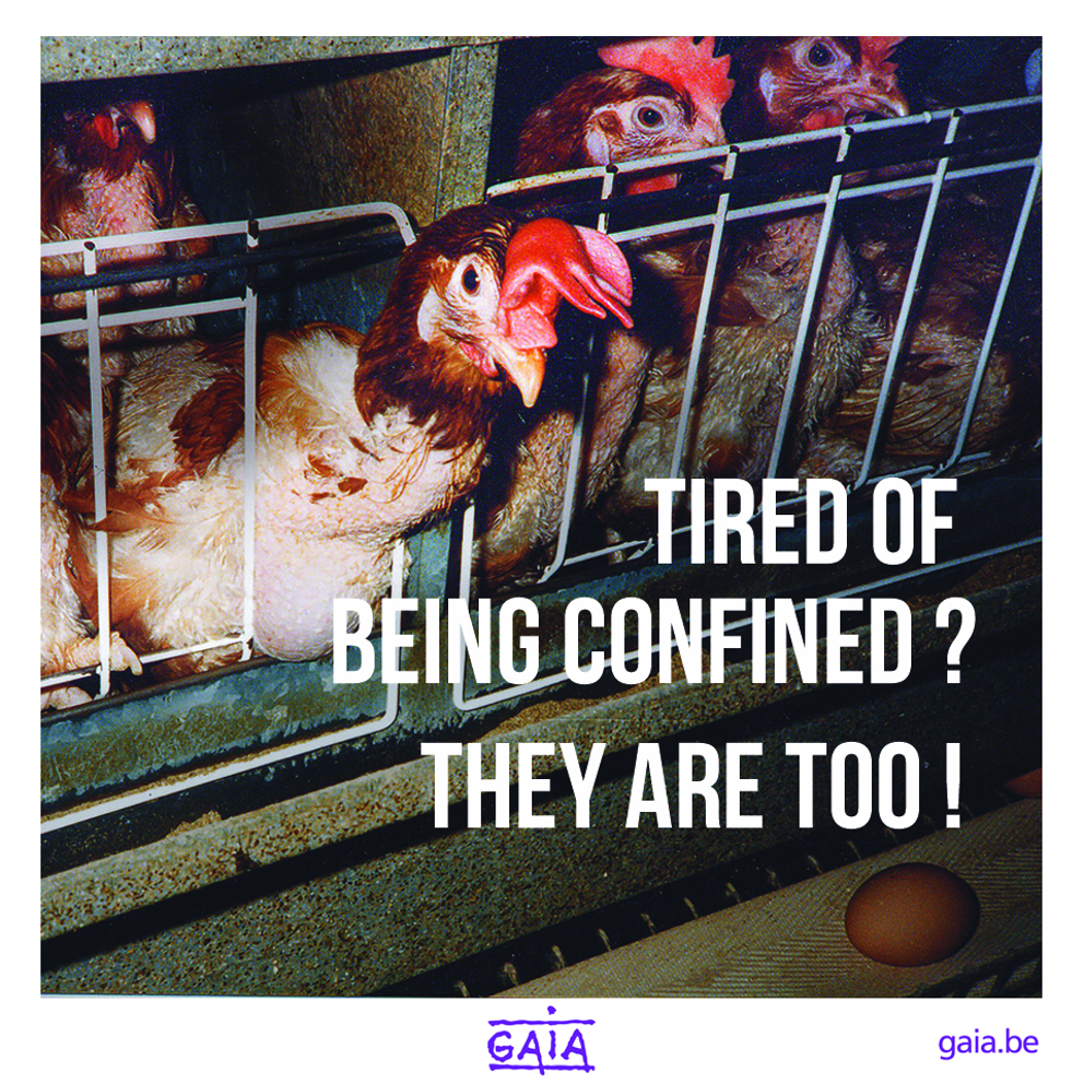 NEW CAMPAIGN: “Tired of being confined? They are too!”