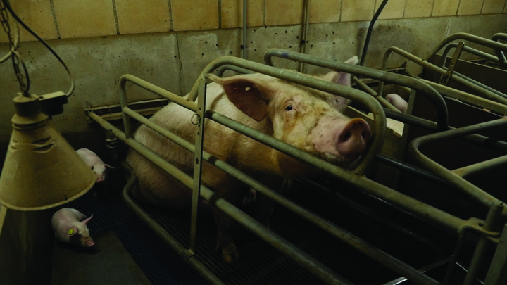 Netherlands Pig Investigation.jpg