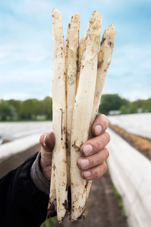 Asperges (c) CornéOoms voor VisitBrabant