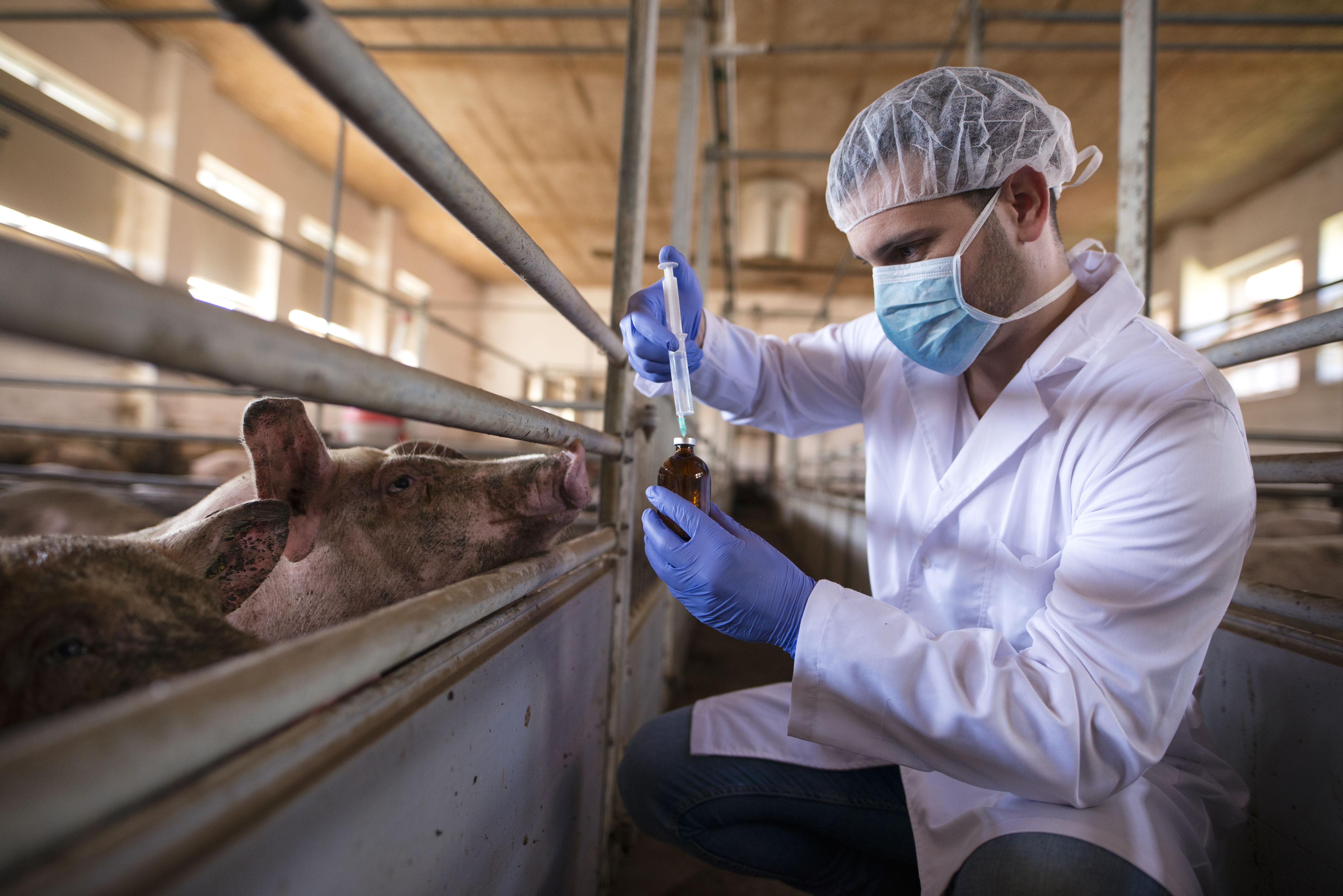 Influenza aviar A/H5N1: 3 claves sobre el nuevo virus que alerta a México y al mundo