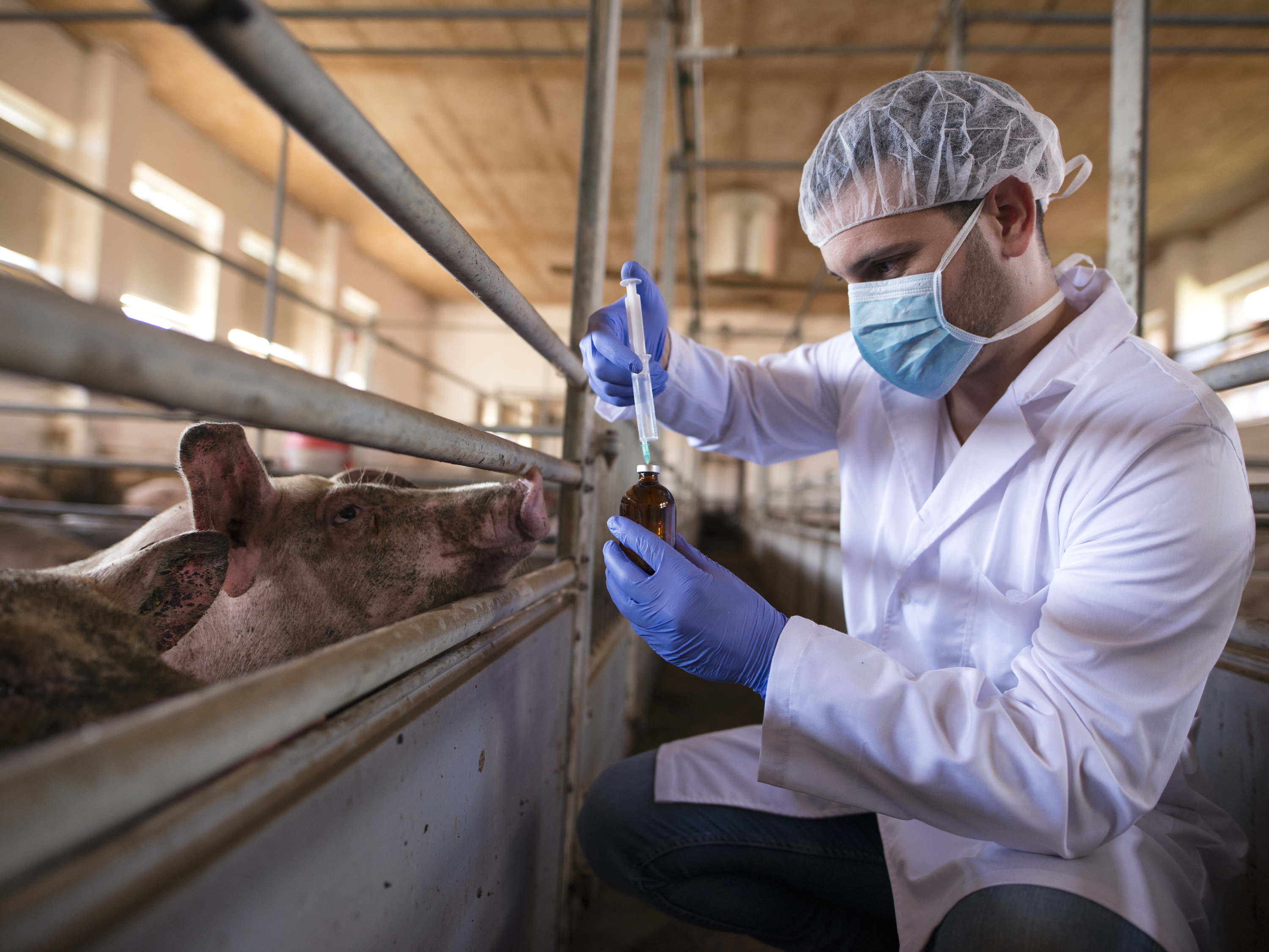 Influenza aviar A/H5N1: 3 claves sobre el nuevo virus que alerta a México y al mundo